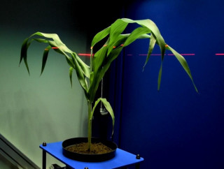 3D Scanner — лазерный 3D сканер структурного имиджинга для фенотипирования растений, Photon Systems Instruments